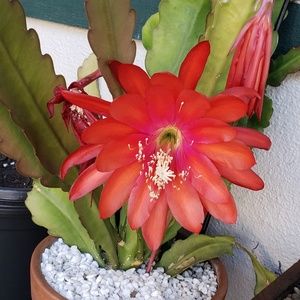 Meet your Posher, Cynthia